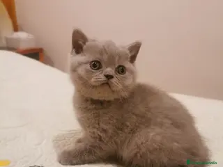 Británico de Pelo Corto Azul gatos Hembrita de British de pelo corto blue - Anuncio 2