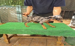 Pinscher Miniatura perros en venta: Pinscher  mini - Imagen 8
