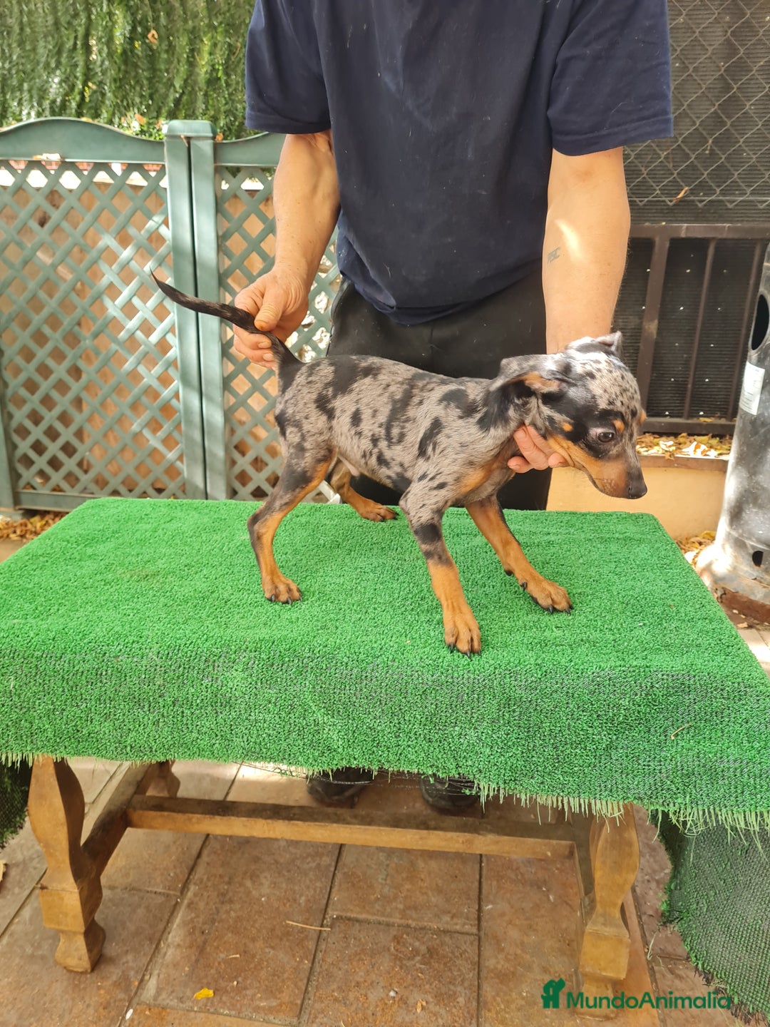 Pinscher Miniatura perros en venta: Pinscher  mini - Imagen 8