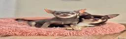 Chihuahua perros en venta: Chihuhua toy  en Madrid - Anuncio 2