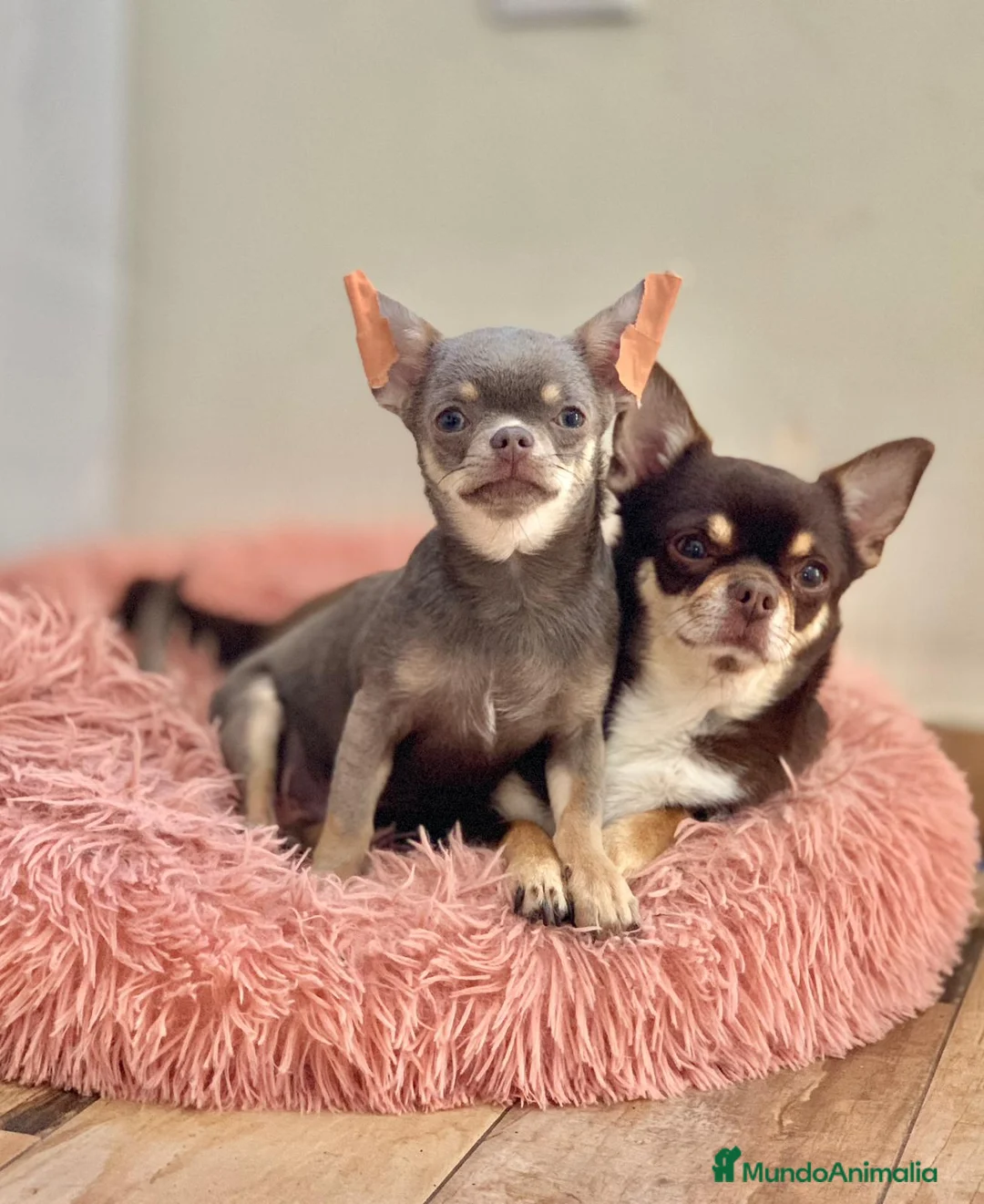 Chihuahua perros en venta: Chihuhua toy  en Madrid - Anuncio 2