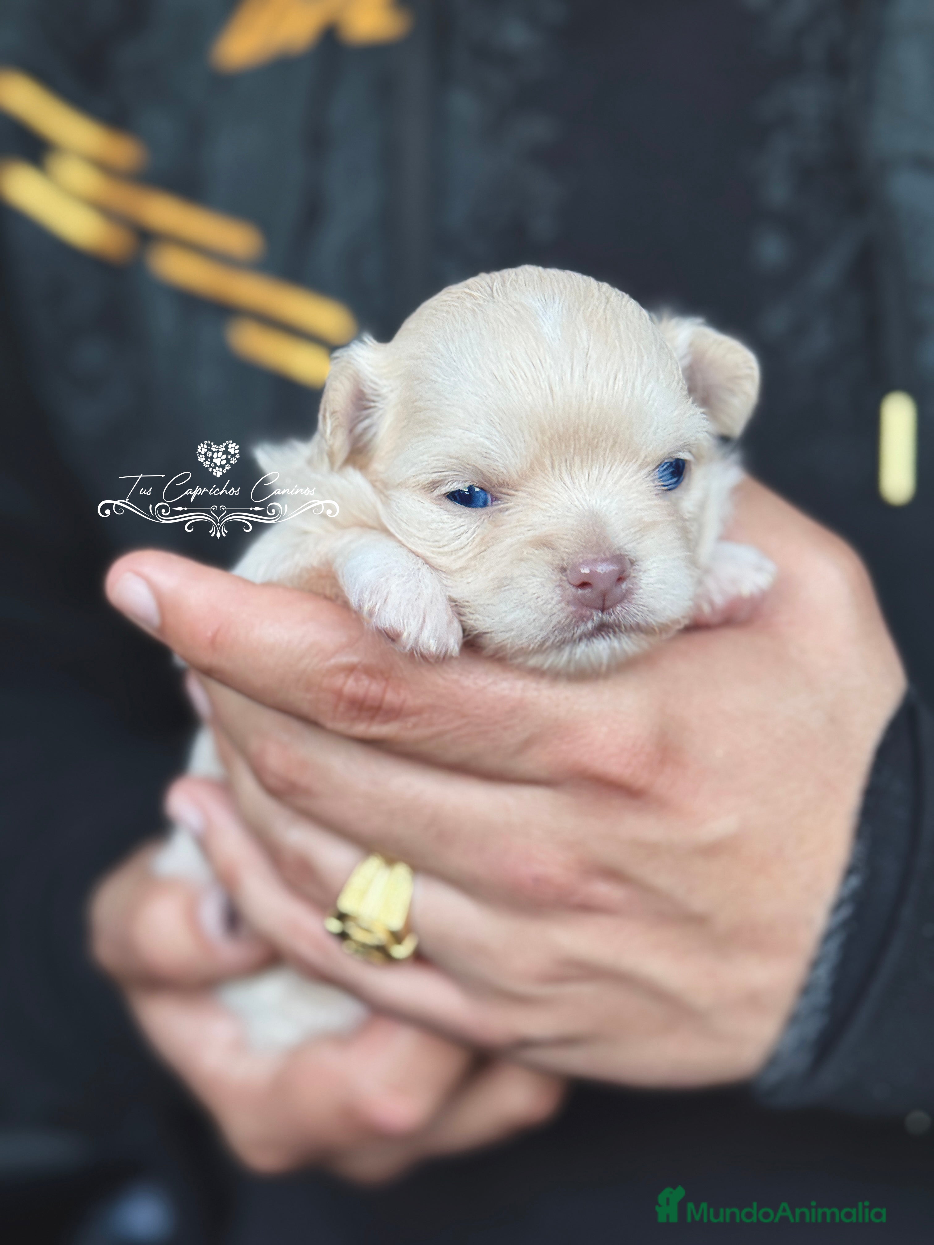 Chihuahua perros Preciosa hembra chihuahua pelo largo   en Cantabria - Anuncio 22