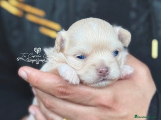 Chihuahua perros en Cantabria - Anuncio 35