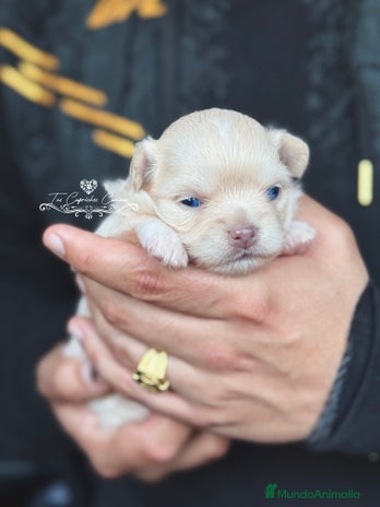 Chihuahua perros en Cantabria - Anuncio 12