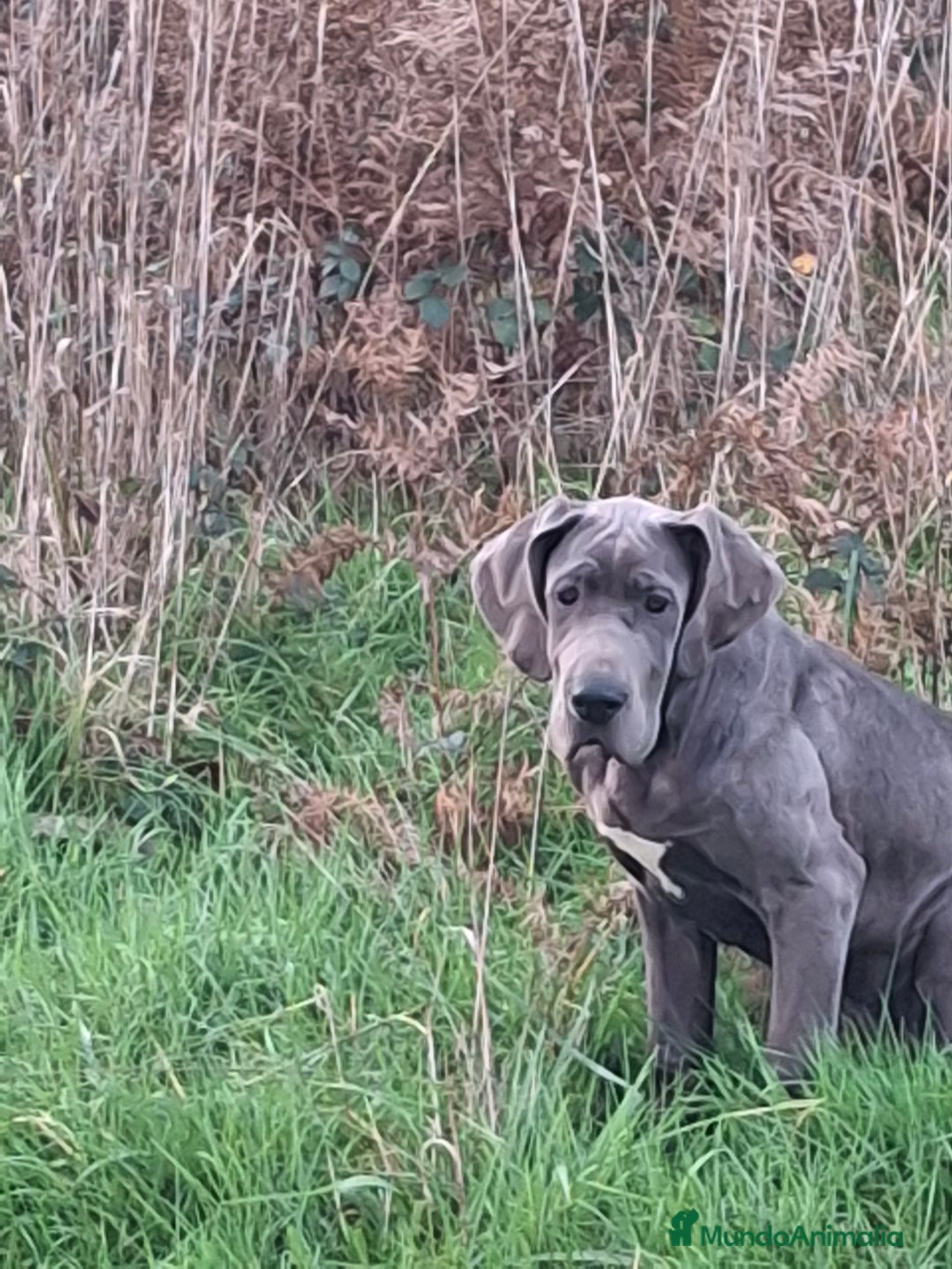 Dogo Alemán perros en venta: Hembra Dogo Alemán  - Anuncio 6