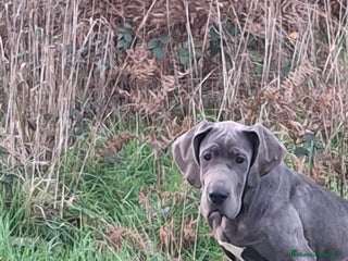 Dogo Alemán perros Hembra Dogo Alemán - Anuncio 4
