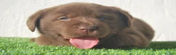 Labrador Retriever perros en venta: Labrador chocolate, cachorros en Asturias - Anuncio 11
