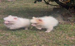 Spitz pequeño - Kleinspitz perros en venta: Kleinspitz pomerania  - Imagen 4