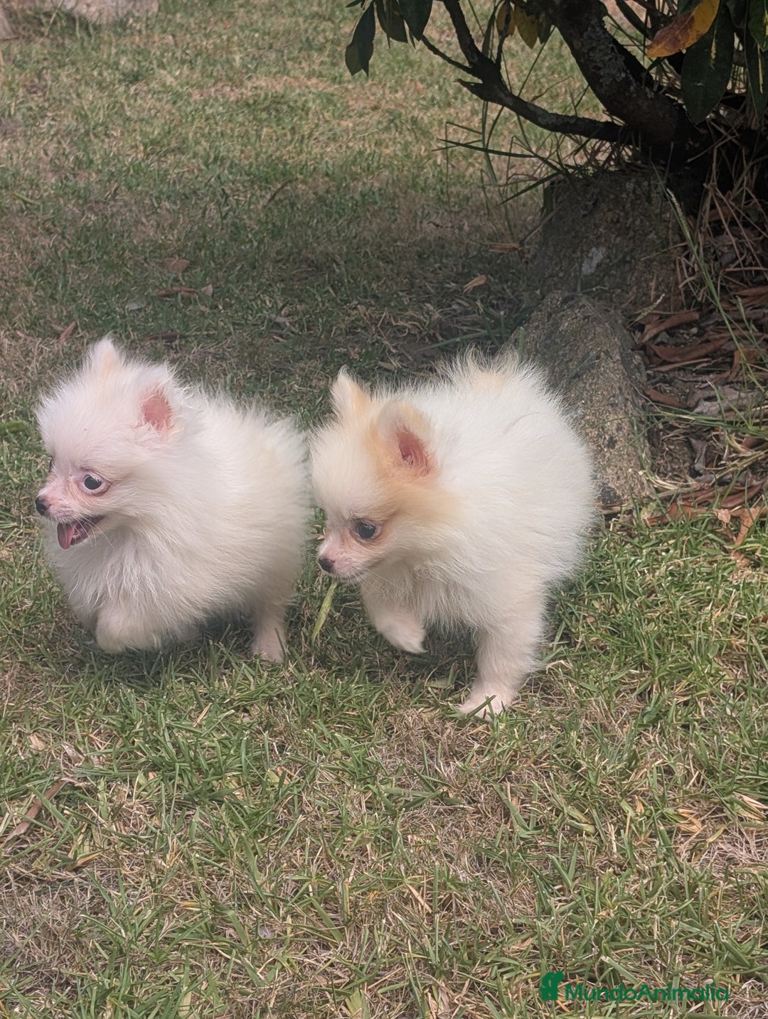 Spitz pequeño - Kleinspitz perros en venta: Kleinspitz pomerania  - Imagen 4