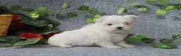 Bichón Maltés perros en venta: PRECIOSOS BICHON MALTES  LINEA TOY  - Anuncio 26
