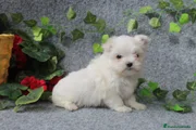 Bichón Maltés Cachorro 5