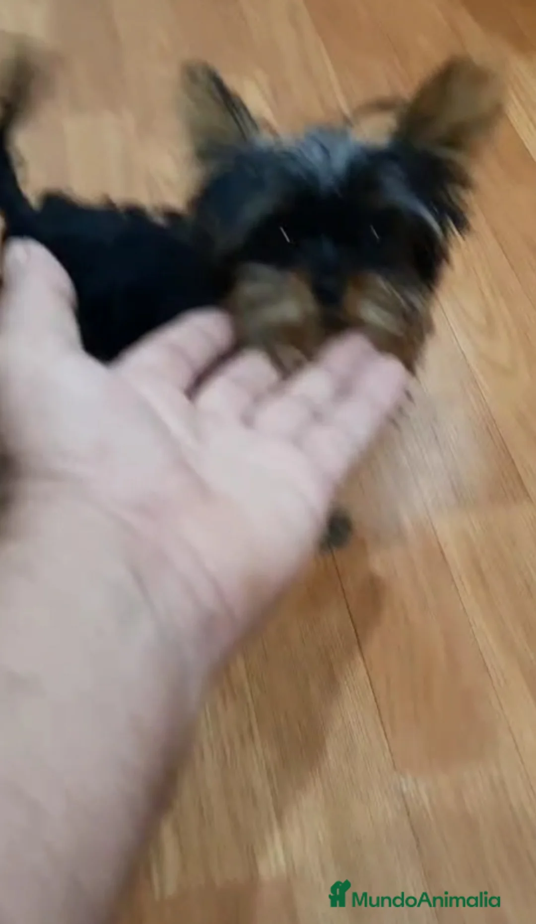 Yorkshire Terrier perros en venta: Yorkshire miniatura  - Anuncio 5