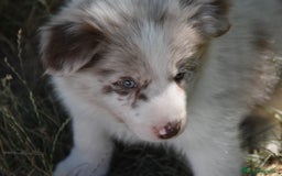 Border Collie perros en venta: cachorro rojo mirlo de Border Collie - Imagen 8