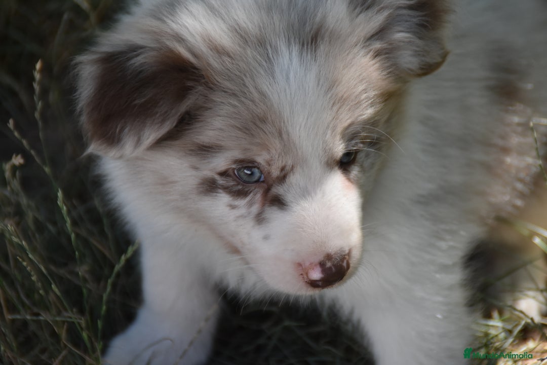 Border Collie perros en venta: cachorro rojo mirlo de Border Collie - Imagen 8