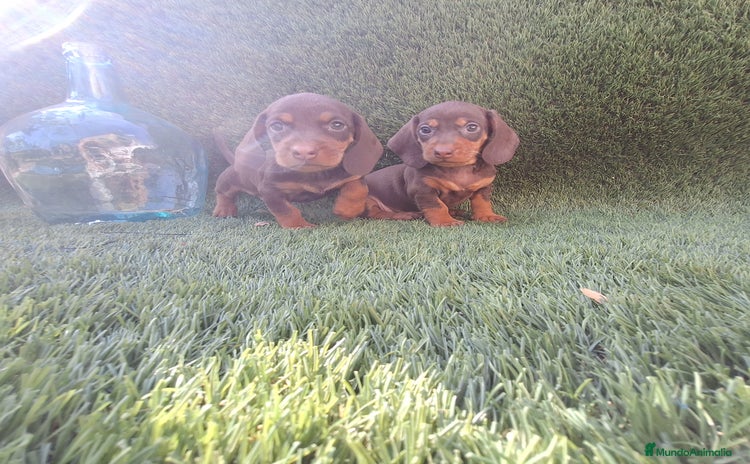 Teckel Miniatura perros - Anuncio 1