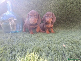 Teckel Miniatura perros - Anuncio 11