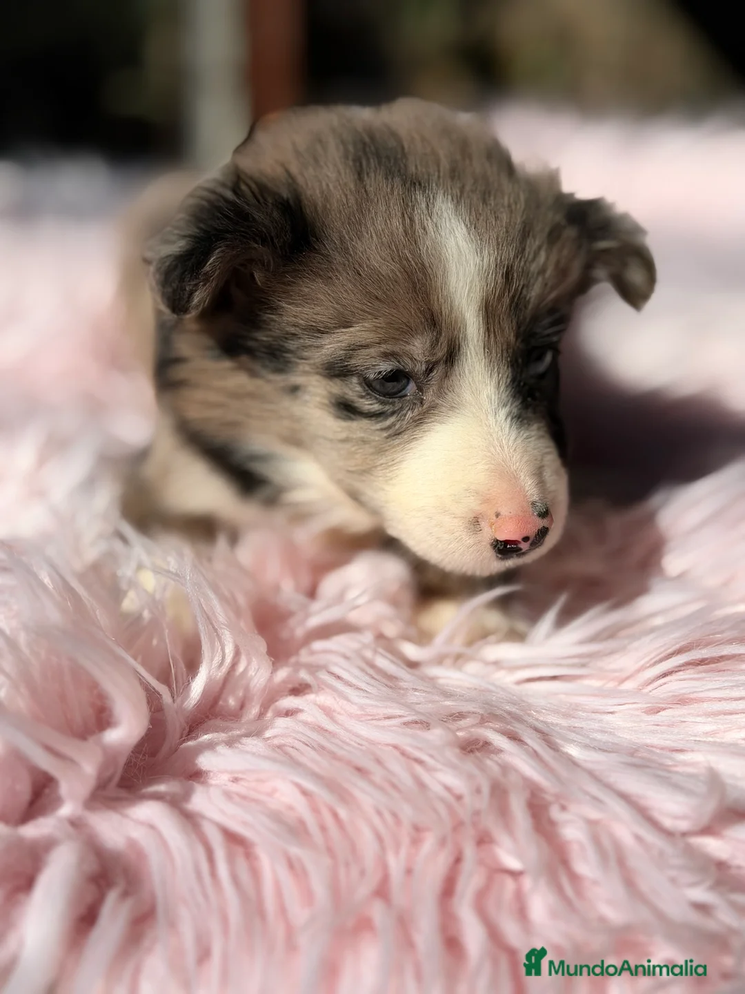 Border Collie perros en venta: Border collie  - Anuncio 1