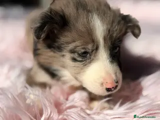 Border Collie perros Border collie - Anuncio 1