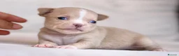 Chihuahua perros en venta: PRECIOSA HEMBRITA CHIHUAHUA CREMA  - Anuncio 5