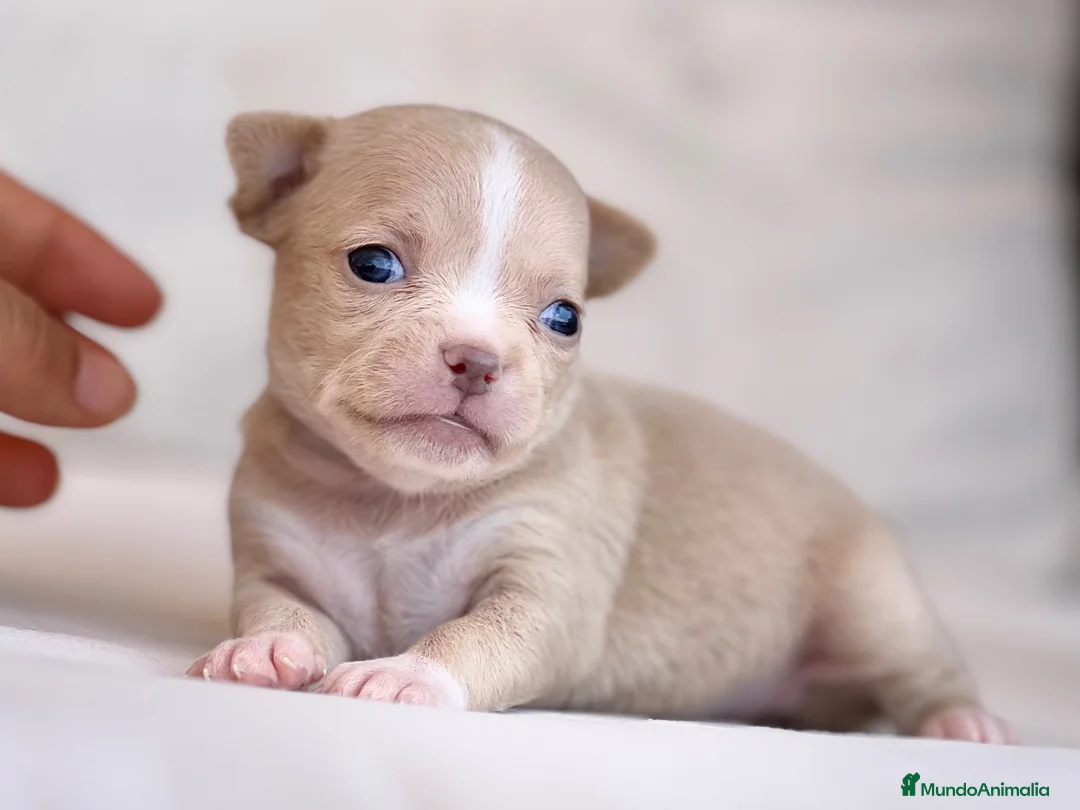 Chihuahua perros en venta: PRECIOSA HEMBRITA CHIHUAHUA CREMA  - Anuncio 5