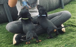 Teckel perros en venta: Cachorritos salchichas miniaturas - Imagen 5