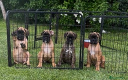 Boxer perros en venta: Preciosa camada de boxer  en Salamanca - Imagen 1
