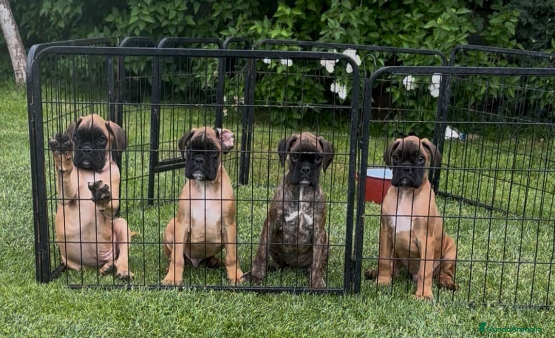 Boxer perros en venta: Preciosa camada de boxer  en Salamanca - Imagen 1