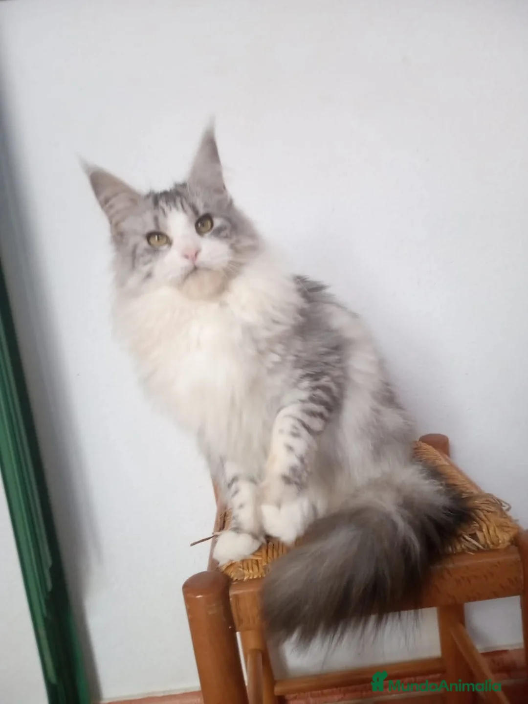 Maine Coon gatos en venta: Maine Coon - Anuncio 5