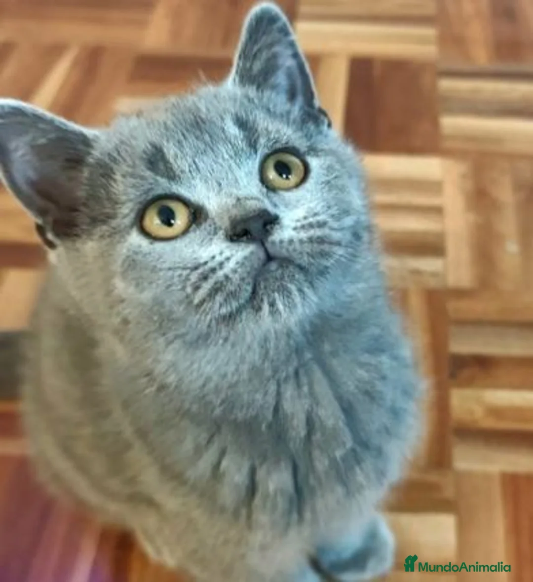 Británico de Pelo Corto gatos en venta: Gatos British Shortair - Anuncio 2