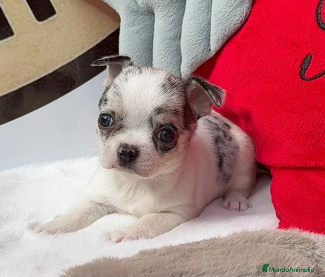 Chihuahua perros en venta: Chihuahua - Anuncio 3