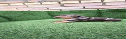 Teckel Miniatura perros en venta: teckel miniatura arlequín chocolate varios colores - Anuncio 4
