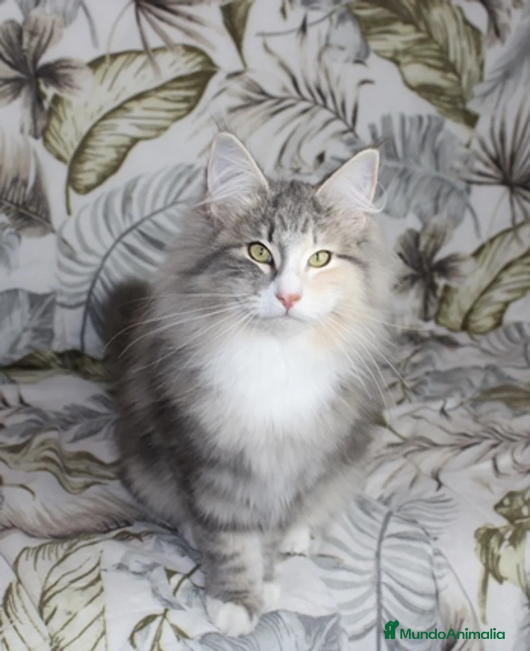 Imagen de galería {{count}}