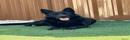 Pastor Alemán perros para monta: Disponoible para montas - Anuncio 3