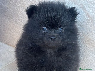 Pomerania perros LULU DE POMERANIA TOY - Anuncio 1