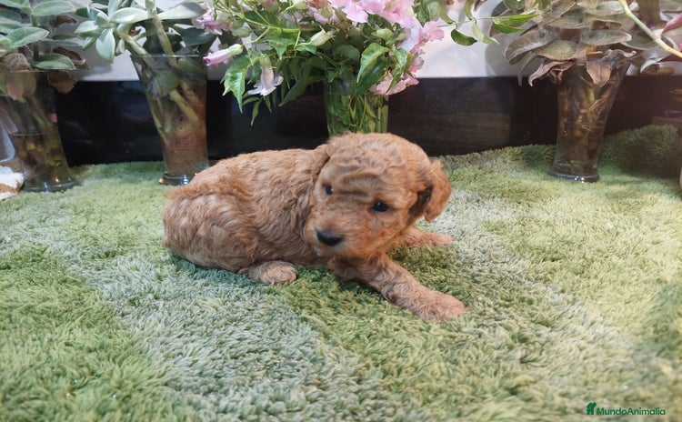 Caniche Toy perros - Anuncio 5