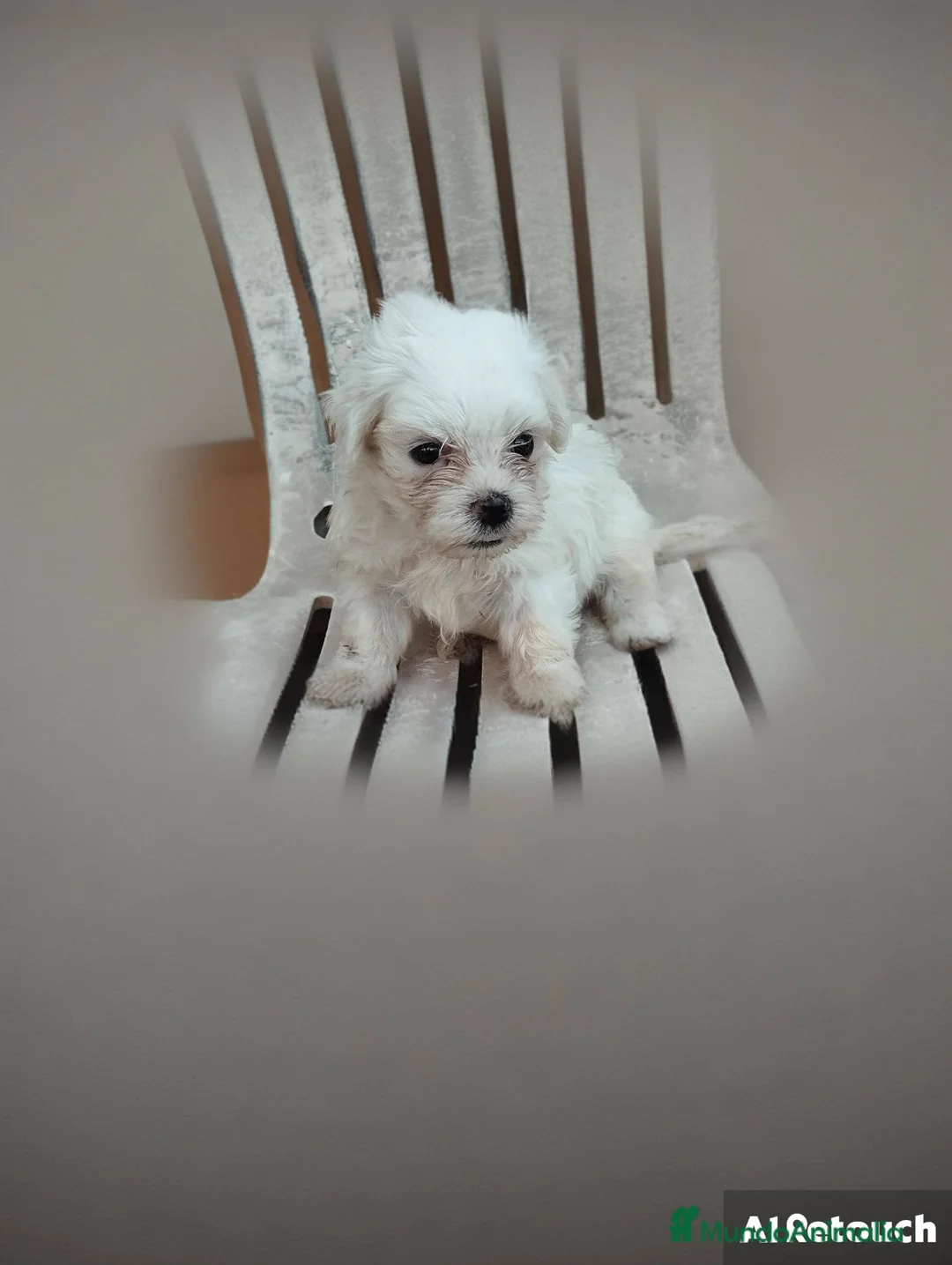 Bichón Maltés perros en venta: Cachorros de bichón maltés  - Anuncio 2