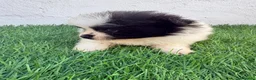 Pomerania perros en venta: Pomerania - Anuncio 8