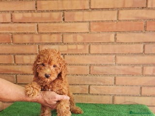 Caniche Toy perros - Anuncio 30