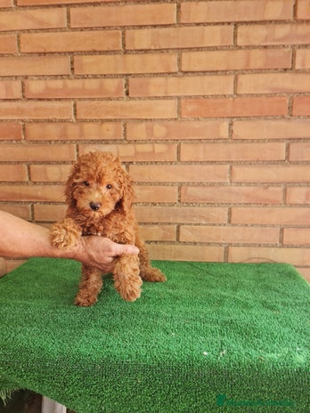 Caniche Toy perros - Anuncio 2