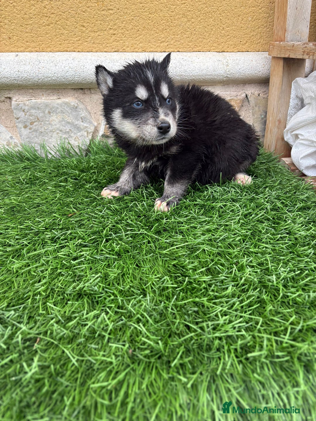 Husky Siberiano perros en venta: Cachorro de Husky Siberiano macho  - Anuncio 18