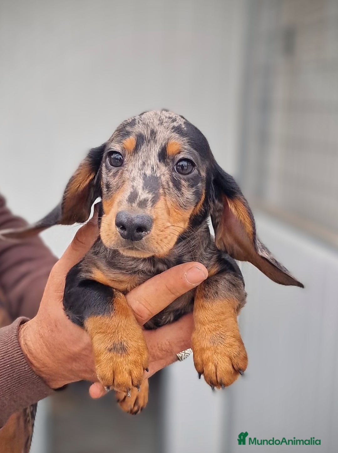 Teckel perros en venta: Teckel miniatura precio real - Anuncio 6