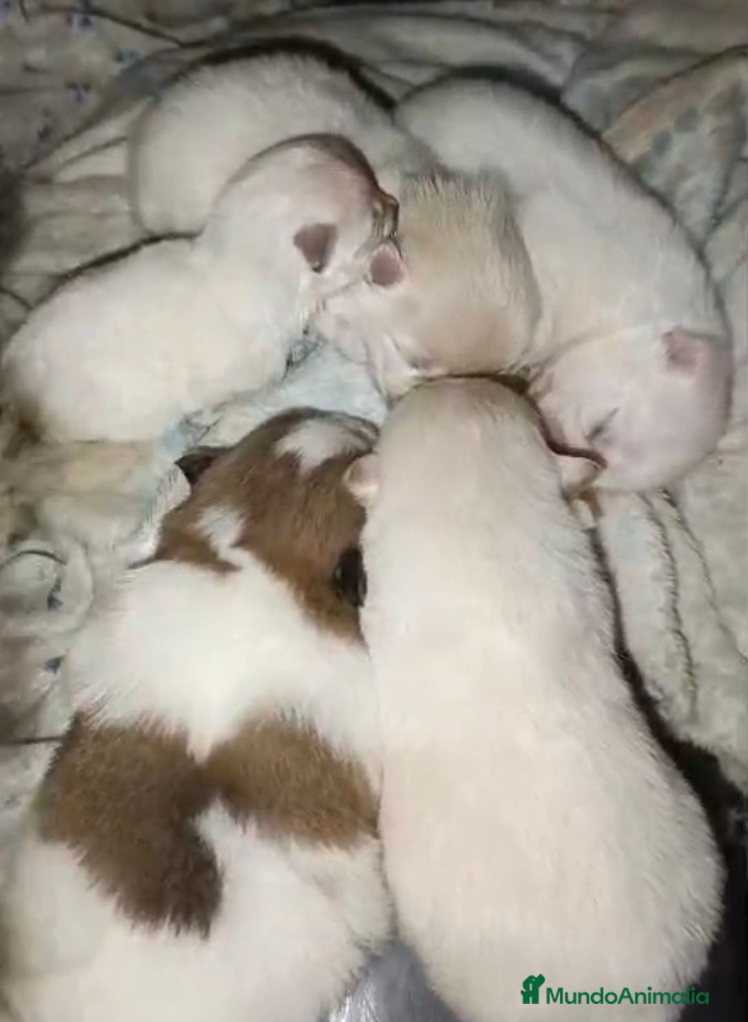 Pomerania perros en venta: Lulu pomerania toy  - Anuncio 4