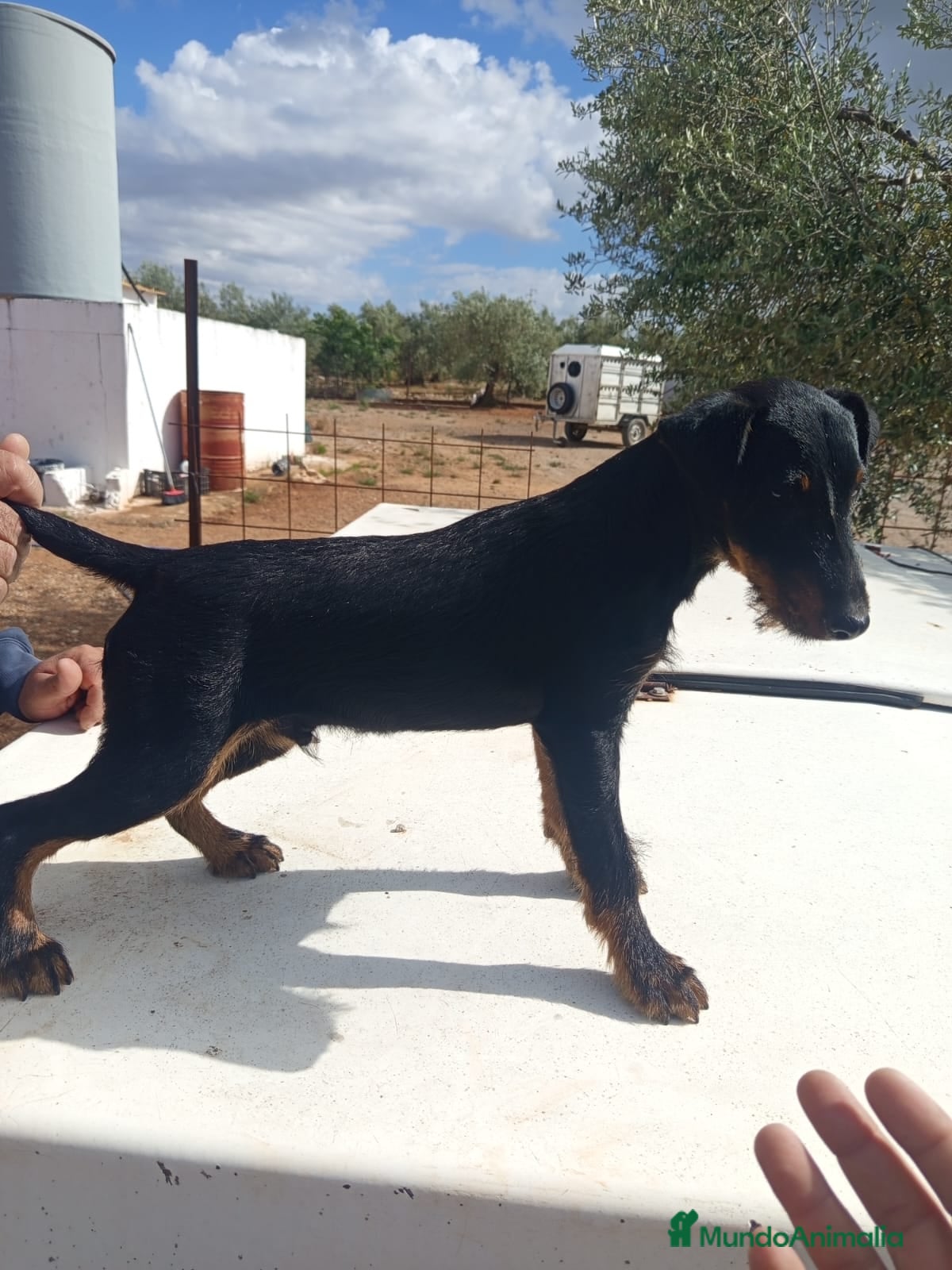 Otras razas perros Jack terrier - Anuncio 1