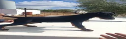Otras razas perros en venta: Jack terrier - Anuncio 1
