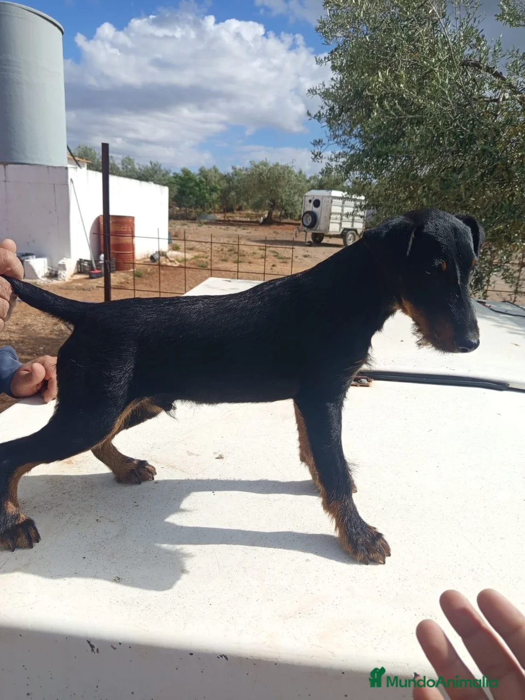 Otras razas perros en venta: Jack terrier - Anuncio 1