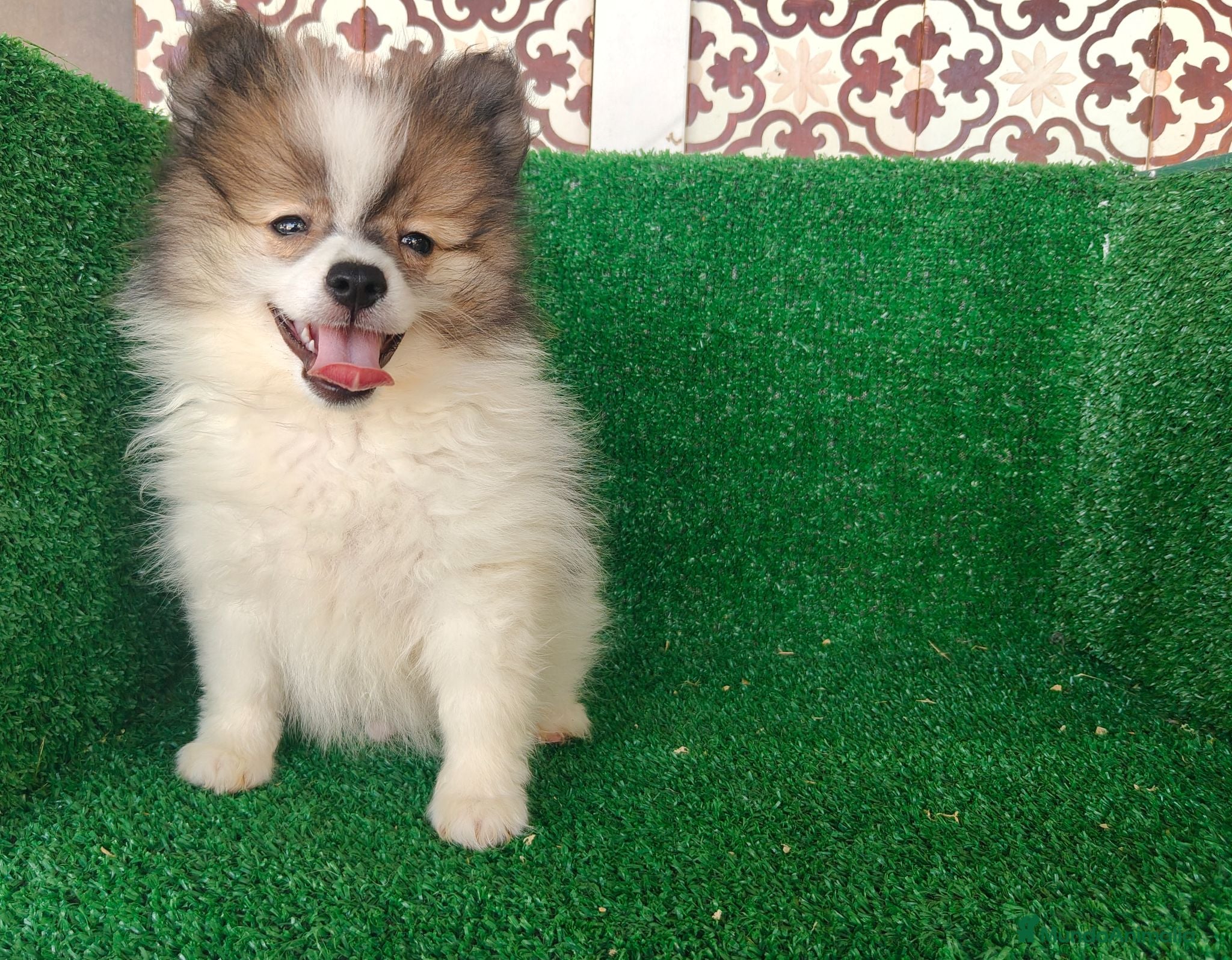 Pomerania perros Pomerania  - Anuncio 1