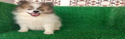 Pomerania perros en venta: Pomerania  - Anuncio 1