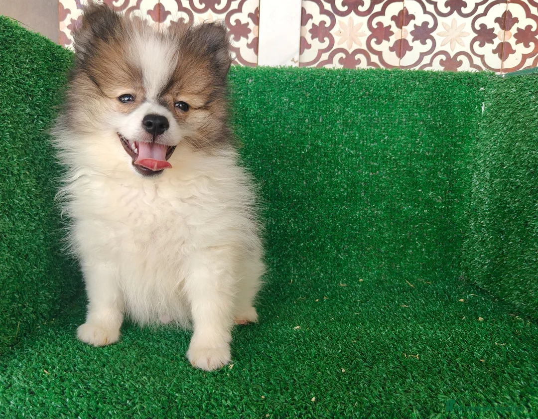 Pomerania perros en venta: Pomerania  - Anuncio 1