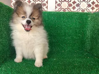 Pomerania perros Pomerania - Anuncio 1