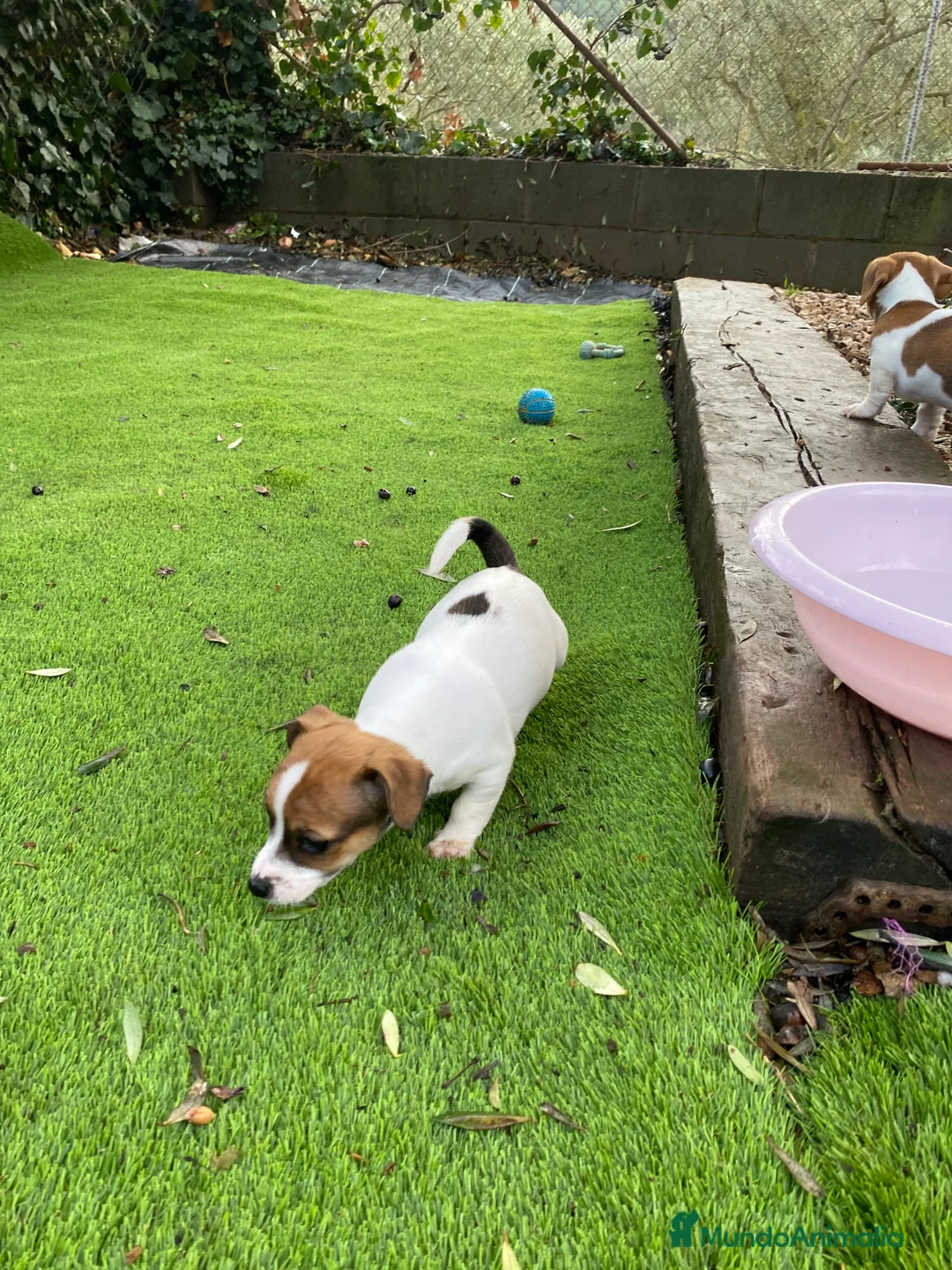 Jack Russell Terrier perros en venta: Jack Russell patas cortas 🐾 - Anuncio 4